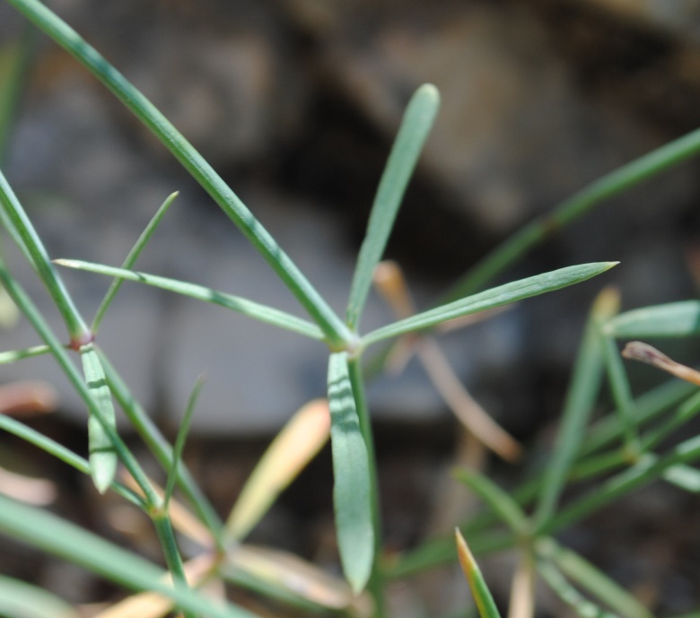 Asperula aristata  / Stellina longiflora